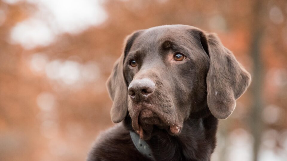 AI collar translates pet sounds — Pettichat, Alibaba Cloud