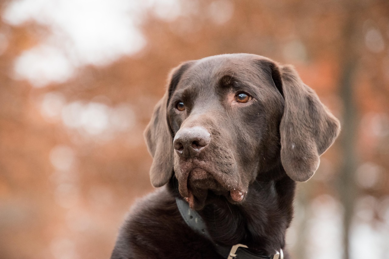 AI collar translates pet sounds — Pettichat, Alibaba Cloud