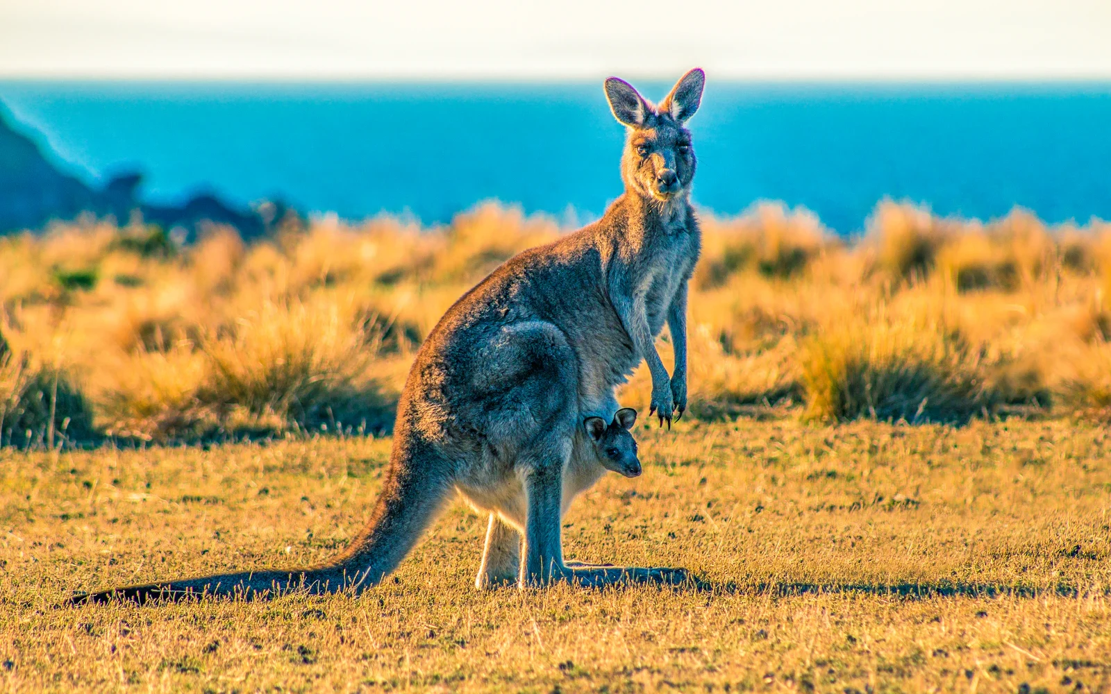 wild animal captures — kangaroo capture, llama capture