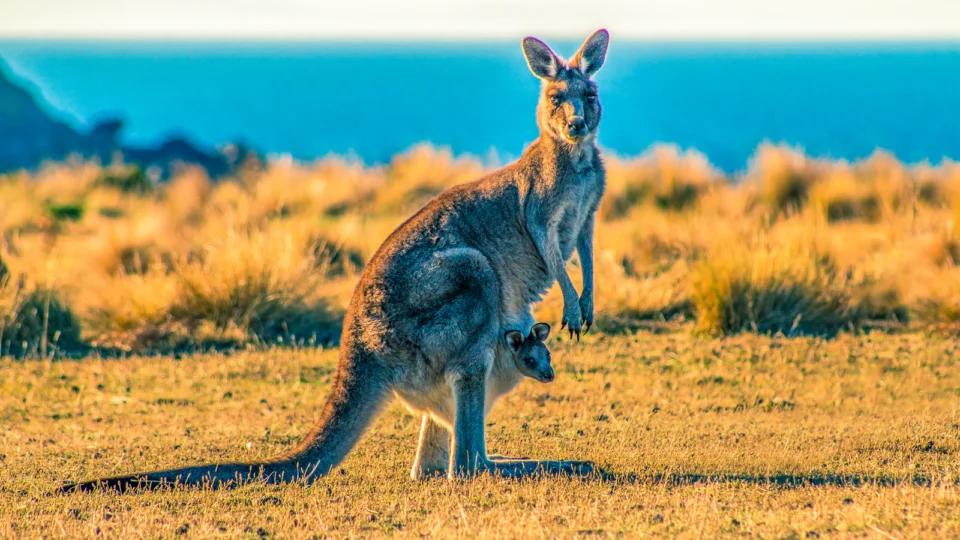 wild animal captures — kangaroo capture, llama capture
